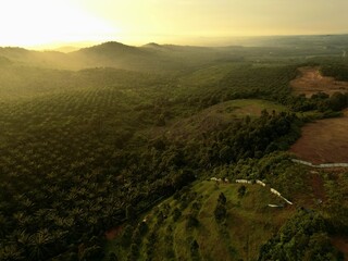 Golden Sunrise Above Mountains with Palm Oil Estate and Morning Fog Layers