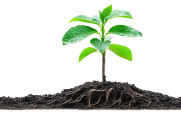 Fresh Start Sapling Growing in Rich Soil Symbolizing New Beginnings and Hope with Dark Background