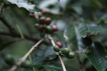 Close-up shot of coffee cherries on a branch