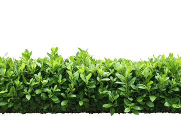 Obraz premium Lush Green Foliage Wall Hedgerow Texture Background Close Up Bright Leaves Shrub Garden Backyard