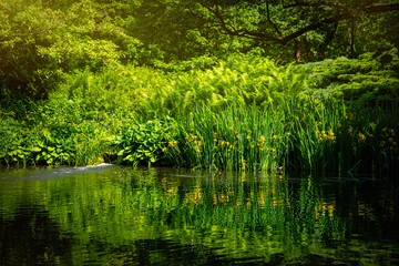 Swamp and blooming yellow irises	