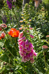 The Foxglove (Digitalis) plant blooming in a garden	

