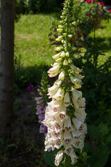 The Foxglove (Digitalis) plant blooming in a garden	
