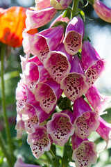 The Foxglove (Digitalis) plant blooming in a garden	
