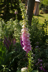 The Foxglove (Digitalis) plant blooming in a garden	
