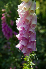 The Foxglove (Digitalis) plant blooming in a garden	
