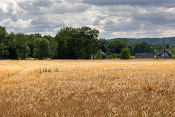 Golden Field: Agricultural landscape in summer light
