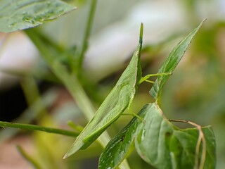Acrida Cinerea on a leaf with blur background