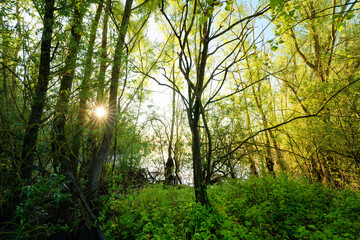 Cow Island nature reserve along the Marne river in Île-de-France Region. Précy-sur-Marne village