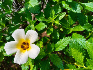 White Flower Bloom on Lush Green Foliage