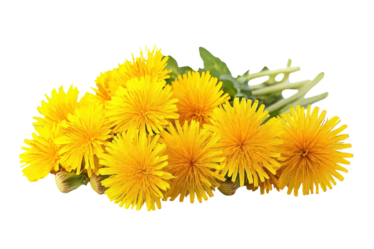 Sunburst Dandelions Yellow Petals Blooming Bouquet on Black Background Spring Wildflower Beauty
