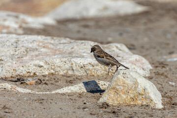 Sparrow mid-jump off a sunlit stone, one foot still touching while airborne, shadow cast on ground. Dynamic wildlife moment. Side, Turkey.

