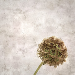 textured old paper background with seed head of Lomelosia stellata, paper moon
