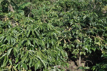 Coffee Plantation Lush Green Coffee Plants in a Rural Landscape