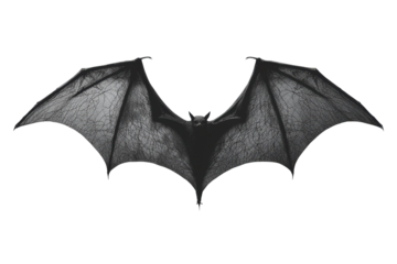 A bat with wings spread, detailed wing membrane texture, realistic but clean design, white background