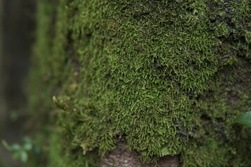 Close-up view of vibrant green moss growing on a tree trunk
