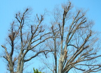 早春の新しい枝のある剪定された欅と青空