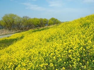 Fototapeta premium 菜の花満開の春の江戸川土手風景