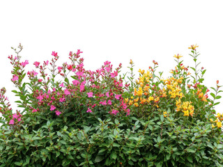 Colorful flowering plants display garden transparent background cutout png nature environment vibrant viewpoint