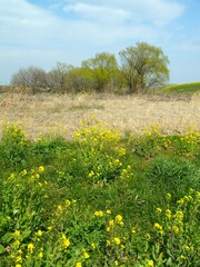 菜の花と枯れ草のある野原と芽吹きの木のある春の江戸川河川敷風景