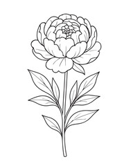 Delicate Peony Bloom with Stem and Leaves