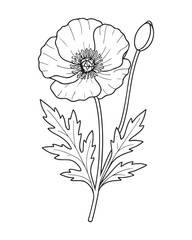 Detailed Line Art Poppy Flower and Bud