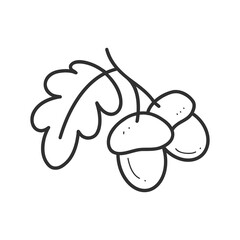 A pair of acorns in linear doodle style illustration isolated on a white background. Black and white illustration.