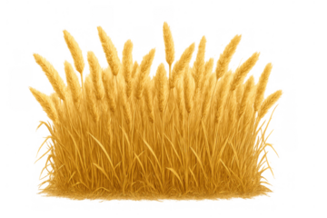 Golden wheat stalks ripening under summer sunlight, illuminating agricultural landscape with vibrant golden hues on transparent backdrop