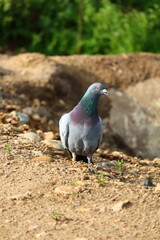 pigeon on a rock