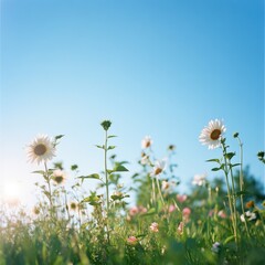 Field flowers in sunlight