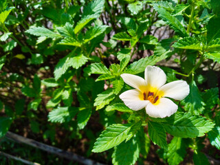 White Flower Bloom on Lush Green Foliage