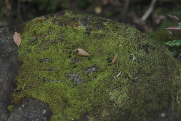 Moss-Covered Rocks and Stone Structure in a Forest Environment