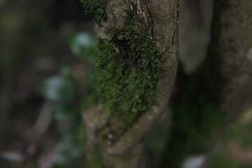 Close-up view of lush green moss and lichen on a forest floor.