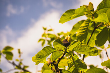 Noch ruht die Knospe, fest umhüllt und geduldig. Doch das Licht ist da, der Himmel offen – bald...