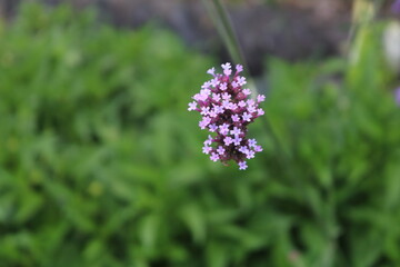 ヤナギハナガサの花