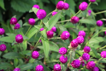 センニチコウの花