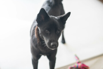 Portrait of Ckami, a Cute Small Dog at Home