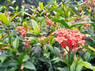 Vibrant pink Ixora flowers bloom amidst lush green foliage. Close-up view highlights delicate petals and vivid colors in a tropical garden setting, emphasizing natural beauty and botanical detail.