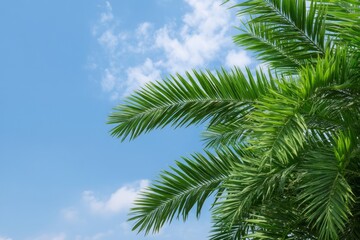 Fototapeta premium Tropical palm fronds whisper summer's symphony against azure sky, symbolizing Pina Colada Day and serene Caribbean escapes