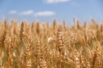 Close-up of golden wheat ears on a background of blue sky and a white cloud. Rich harvest concept.Golden wheat field in summer. Ripe spikelets ready for harvest, with a beautiful sky in the background