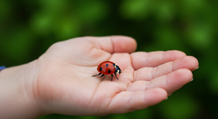 Childs hand holding ladybug close up