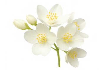 Sprig of fragrant white jasmine flowers with yellow stamens and closed buds, isolated on a transparent background