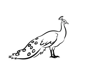 Fototapeta premium Female peacock drawing. It is a black and white outline image of a peahen, characterized by its smaller size and shorter, less elaborate tail feathers. Vector sketch line art draw.