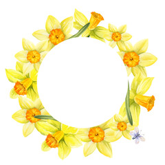 wreath with yellow flowers, flying butterflies, round frame with hand drawn watercolor daffodils, narcissus, spring Easter illustration of jonquils bouquet, green leaves, party, kitchen decoration