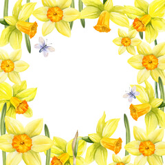 yellow flowers with flying butterflies, square frame with hand drawn watercolor daffodils, narcissus, spring Easter illustration of jonquils bouquet, green leaves, party, kitchen decoration