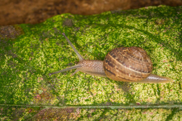Close up of a Snail slithering along a leaf