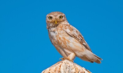 Little Owl (Athene noctua) is generally mouse, small snakes and lizards hunt lives.