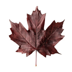 Vibrant red maple leaf showcasing intricate veins and textures, perfect for autumn themed designs and nature inspired projects
