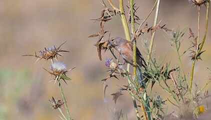 
Common Linnet (Linaria cannabina) is one of the most beautiful songbirds in the world. This cute bird was seen feeding in Karacadag.