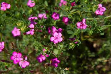 Obraz premium Carnation flowers blooming in spring